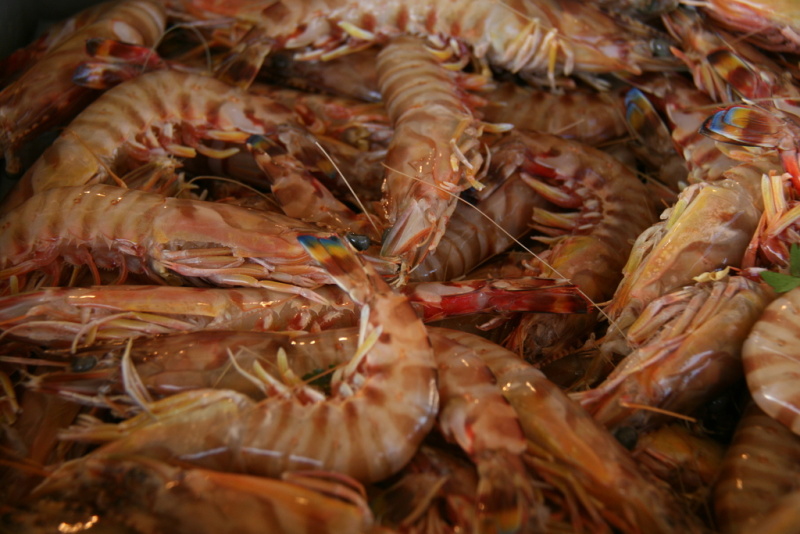 澳大利亚褐虎对虾Brown tiger prawn
