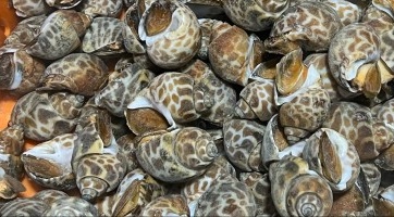 冷冻花螺 top shell snail
