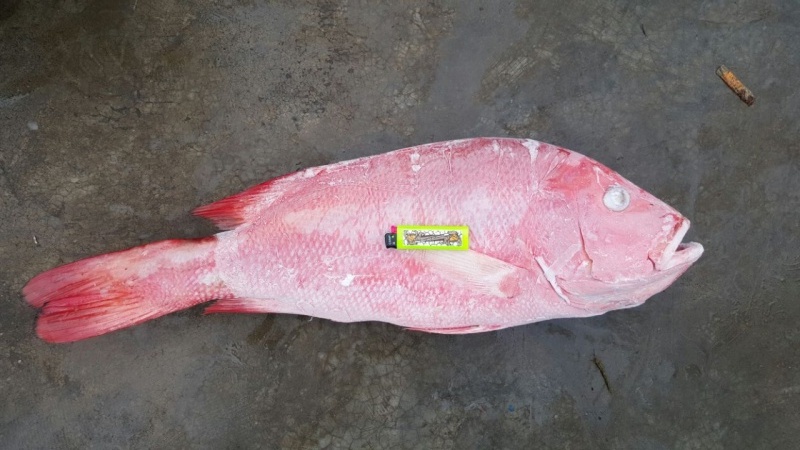 红笛鲷red snapper