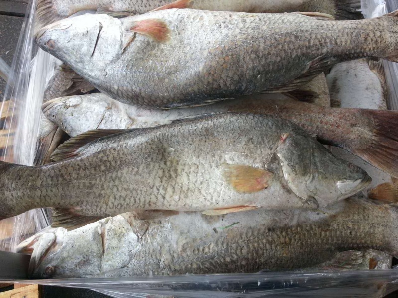 金目鲈（盲曹）barramundi