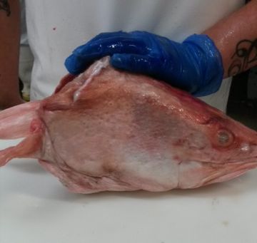 羽鼬鳚鱼头ling head