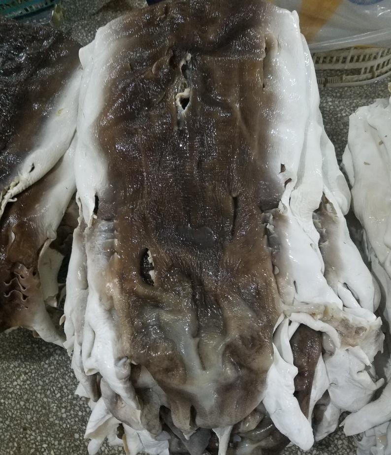 鲨鱼皮shark skin