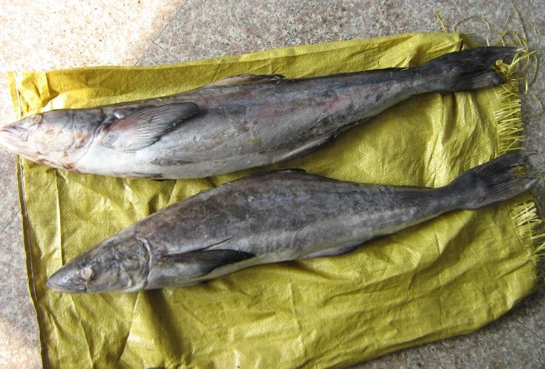 军曹鱼cobia