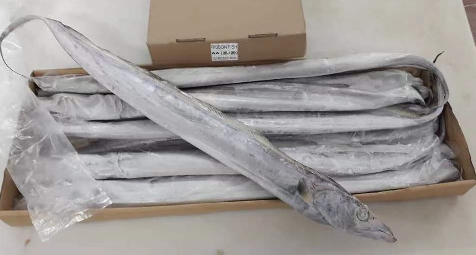 带鱼ribbonfish