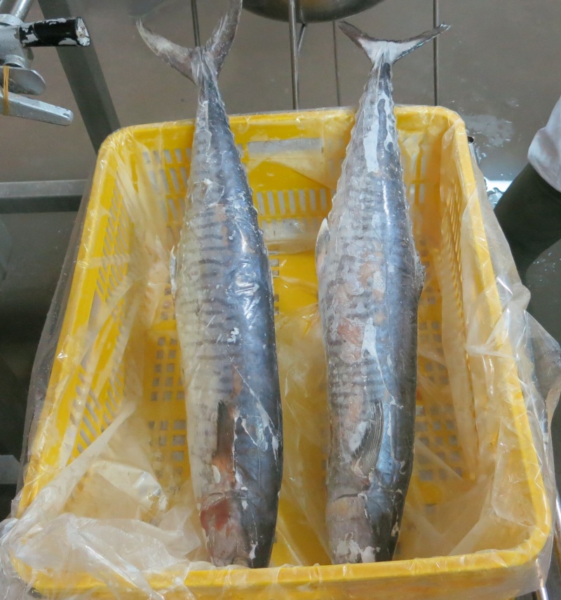马鲛鱼Spanish mackerel