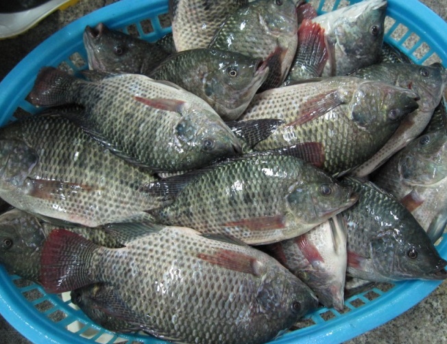 罗非鱼tilapia