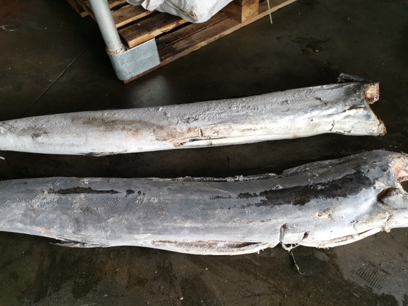 旗鱼sailfish/marlin/spearfish