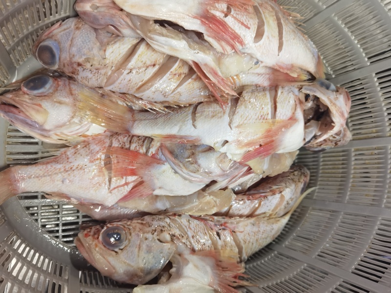红鱼（无鳔鲉）sea perch