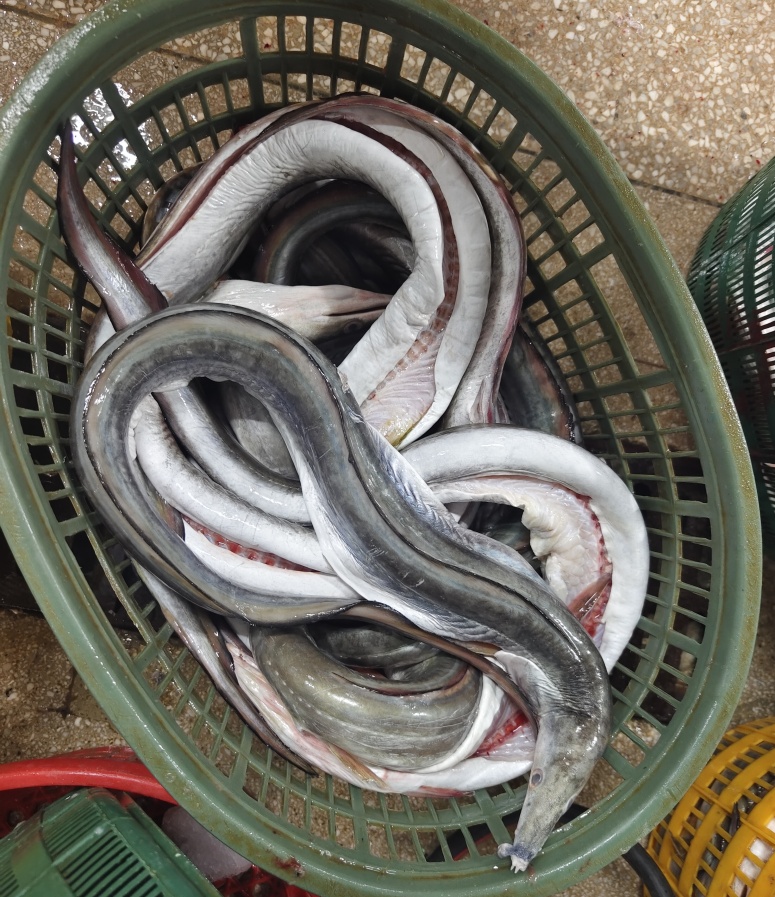 海鳗conger eel
