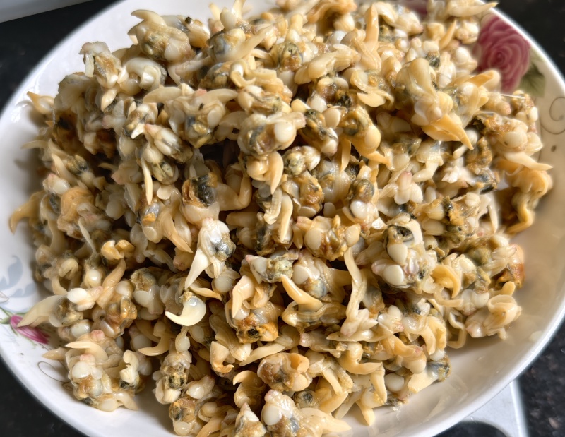 黄蛤肉yellow clam meat