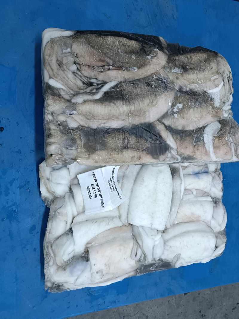 墨鱼（目鱼）cuttlefish
