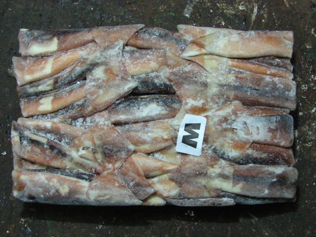 阿根廷鱿鱼Illex squid