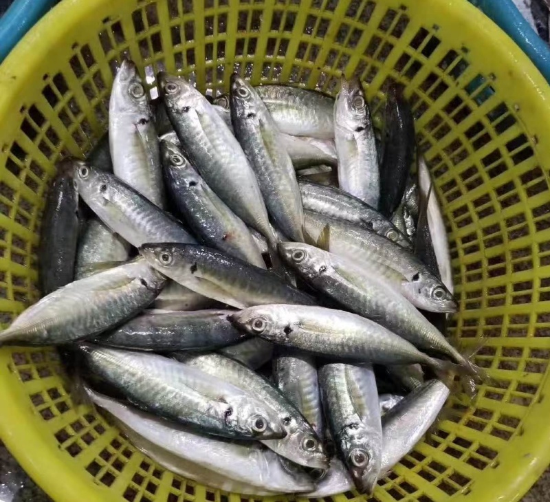 巴浪鱼scad/horse mackerel