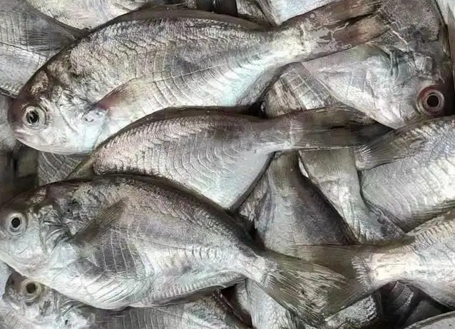 东海肉鲳Pacific rudderfish/butterfish