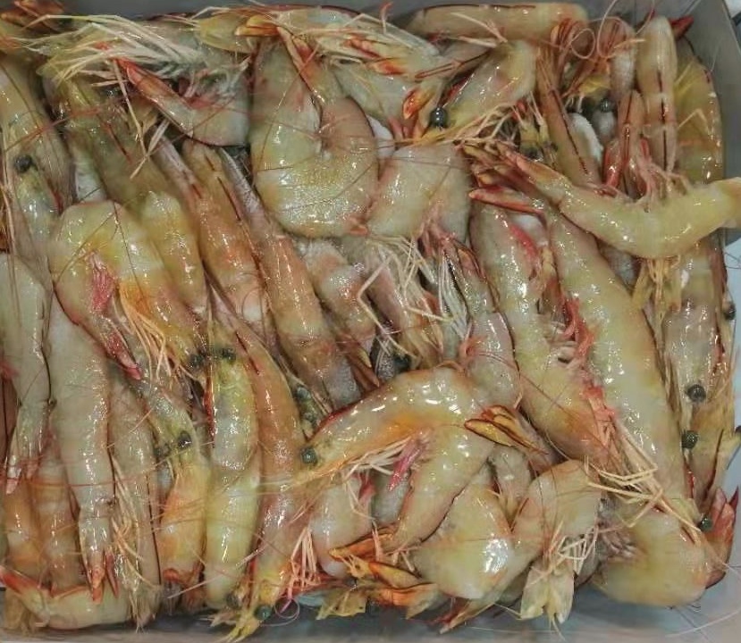 澳大利亚黄虾banana shrimp