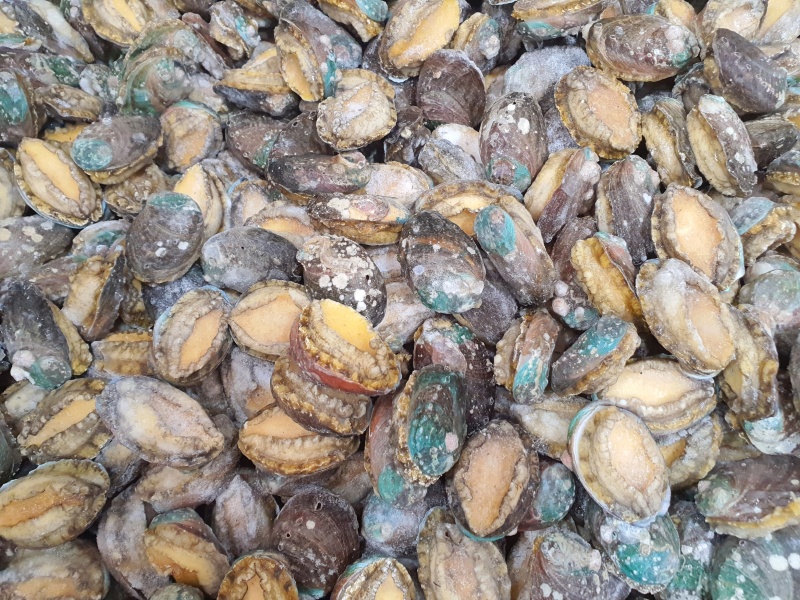 鲍鱼abalone