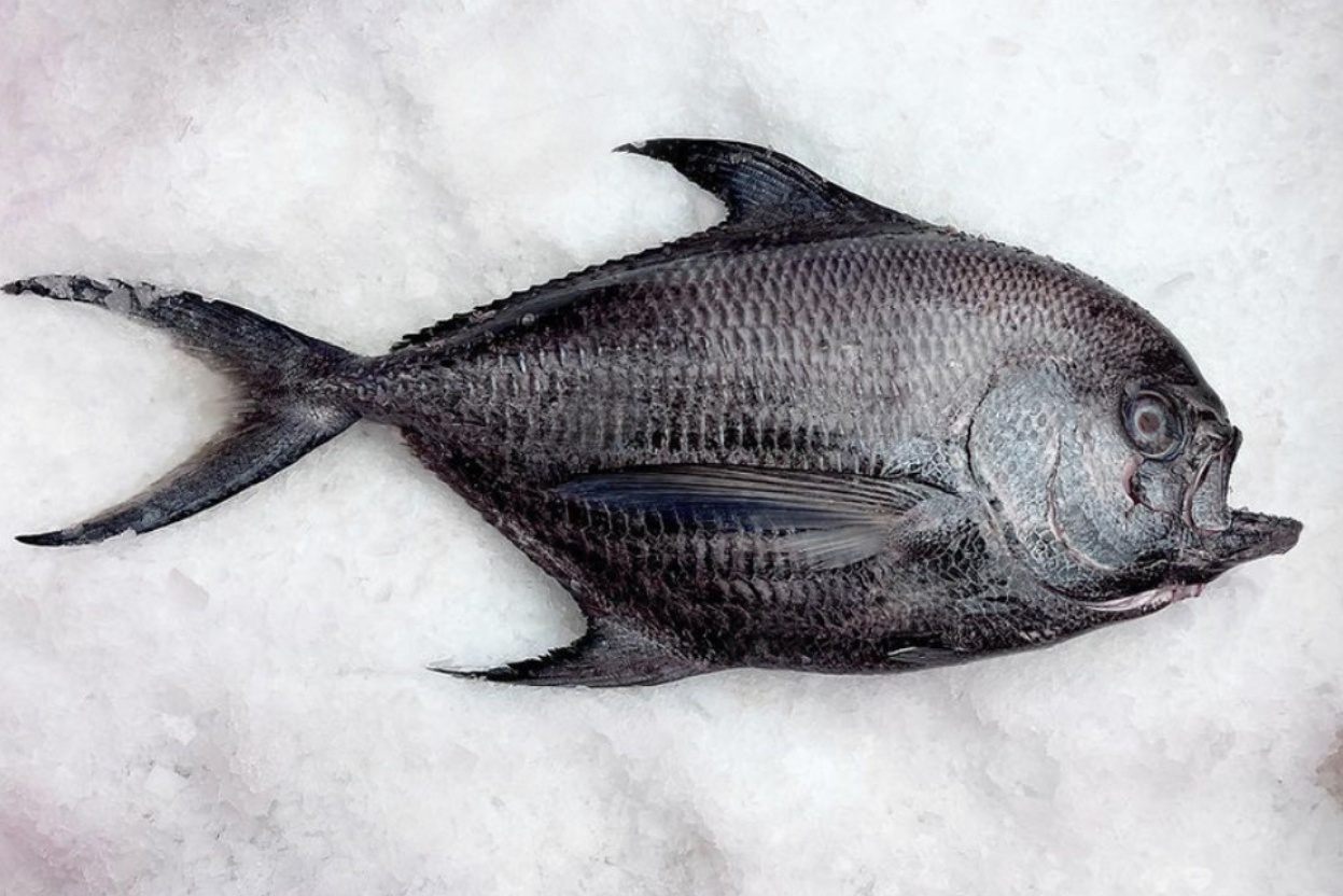 黑皮刀（乌鲂）monchong(Sickle Pomfret)