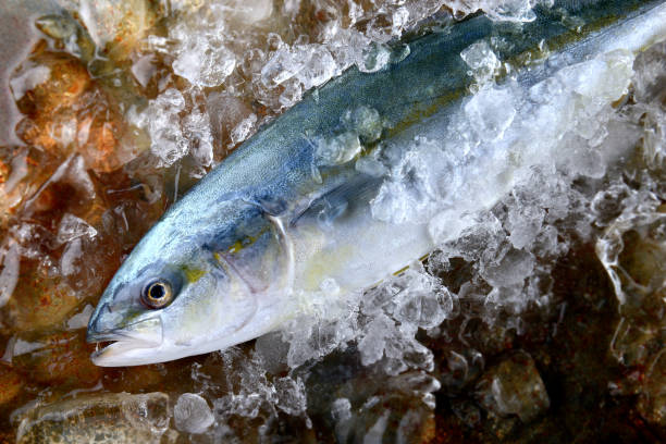 黄鰤鱼yellow tail hamachi