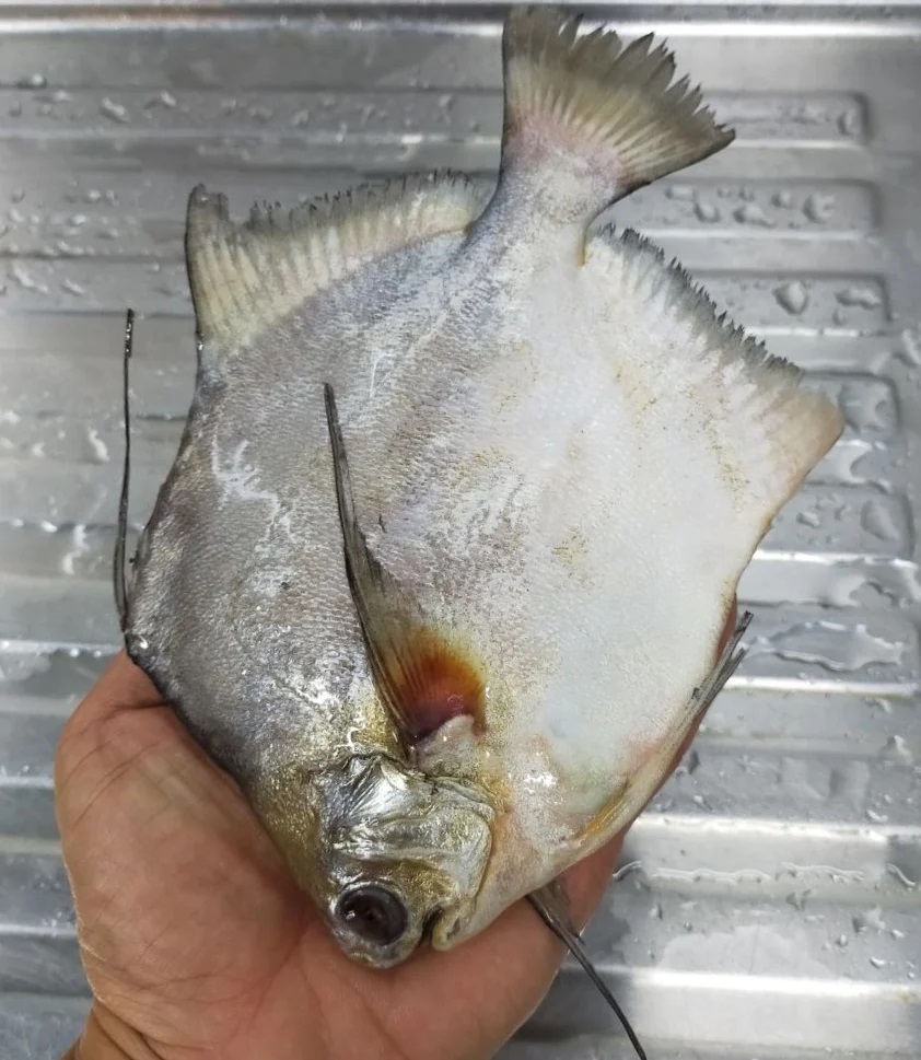 角鲳Ikan Bawal Jenggot