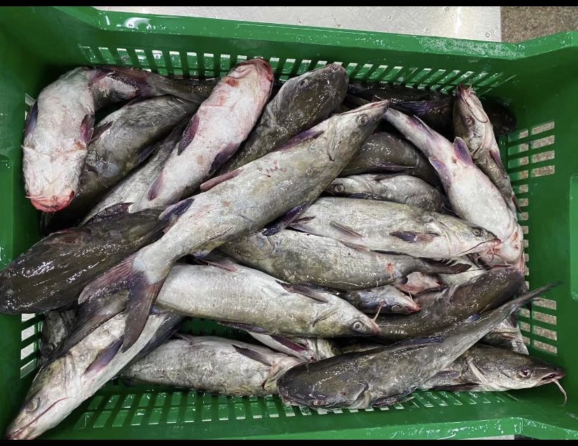 海鲶鱼sea catfish