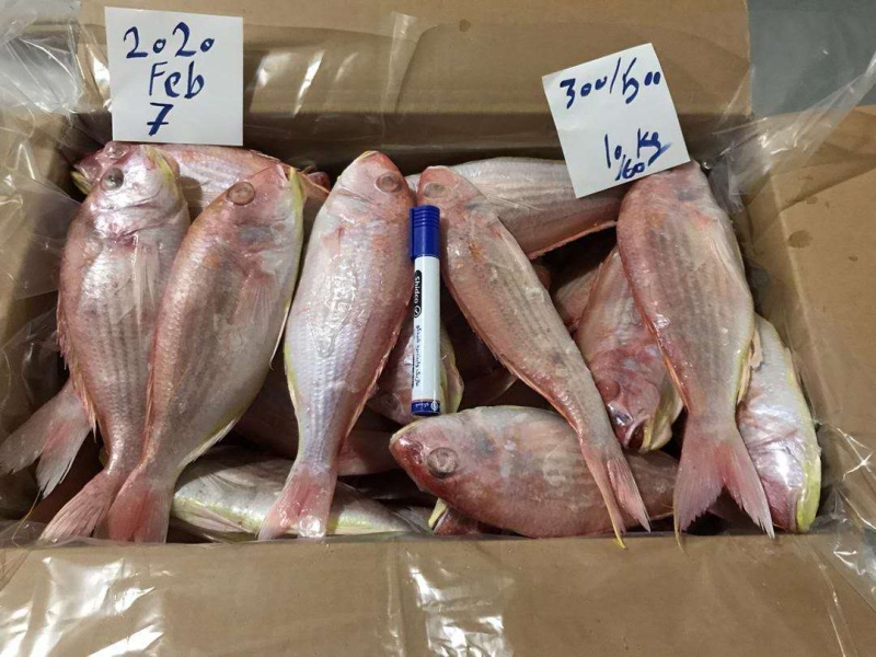 金线鱼golden threadfin