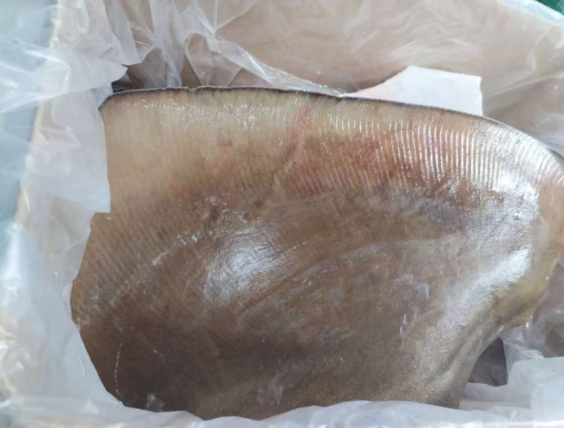 鳐鱼翅（魟鱼，老板鱼）stingray wings